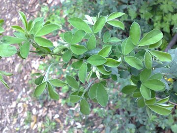 Cytisus villosus